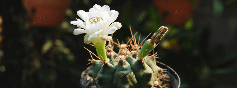 Cactus Health Benefits
