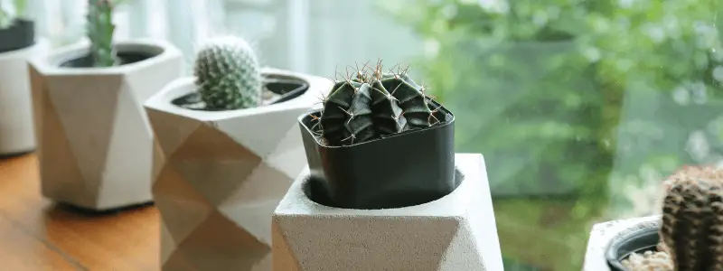 How To Care For A Cactus Plant Indoors