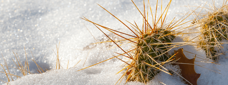 How to Take Care of Cactus in Winter