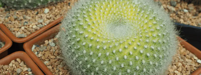 Life Cycle of a Cactus