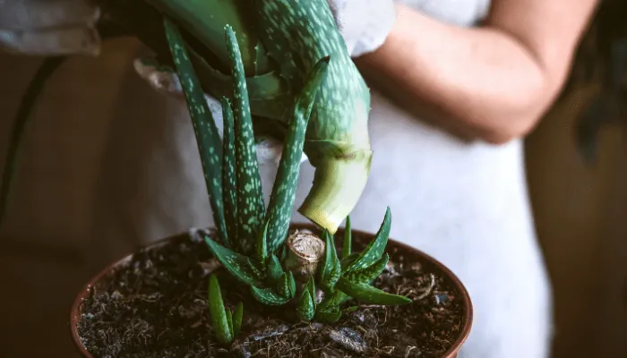 How to Grow Succulents or cactus from Leaves and Stem Cuttings_