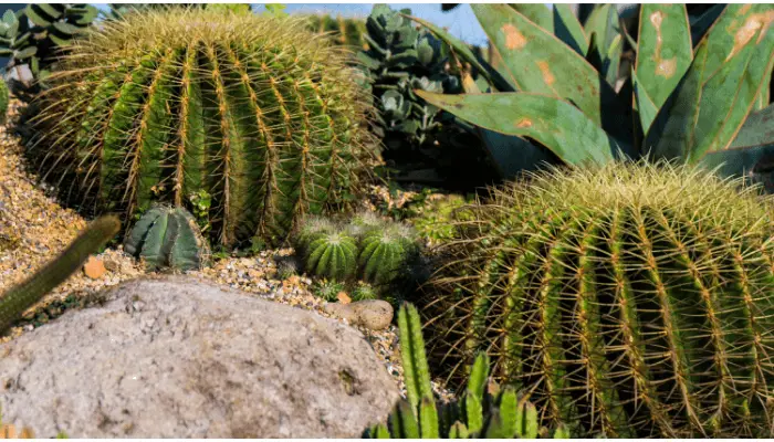 Medicinal Uses of Cactus Plant