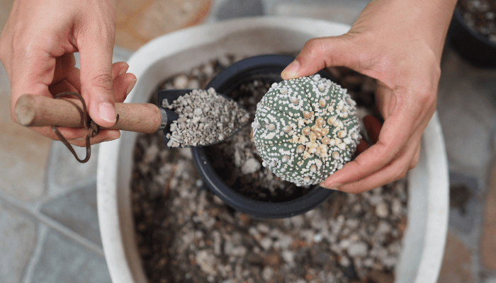 What Is in Cactus Soil