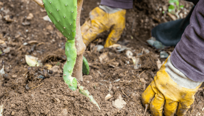 What Kind of Fertilizer Should you use for Small Home Cactus