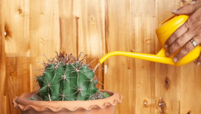 How to Save an Overwatered Cactus