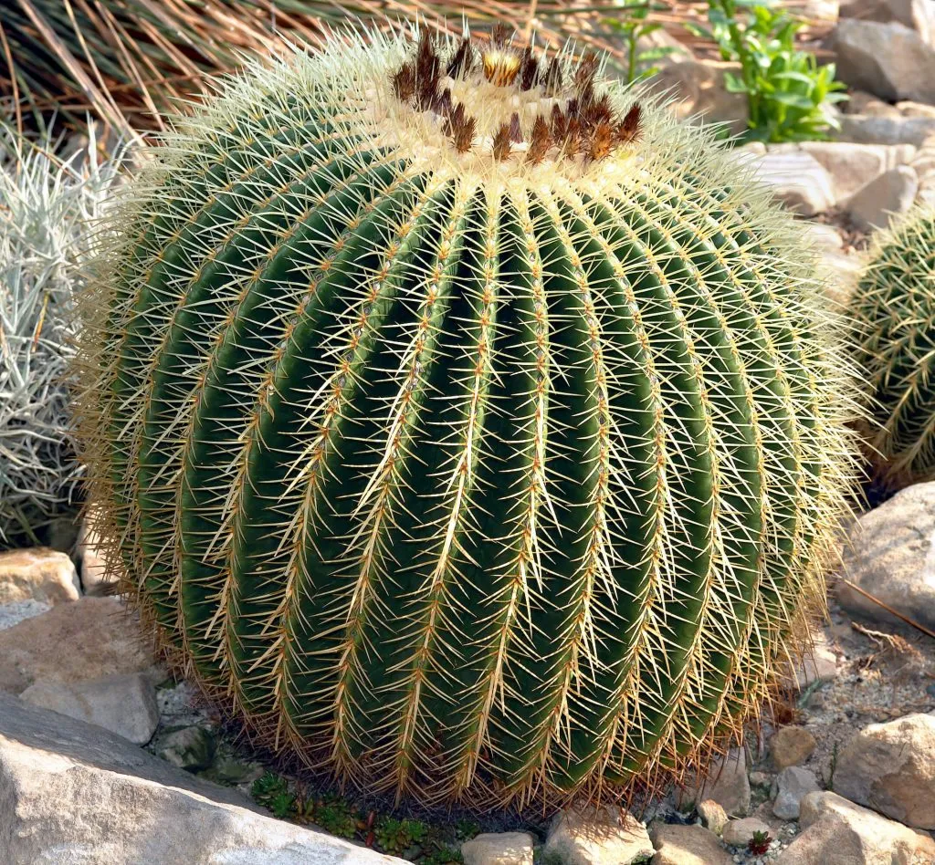 Barrel Cactus