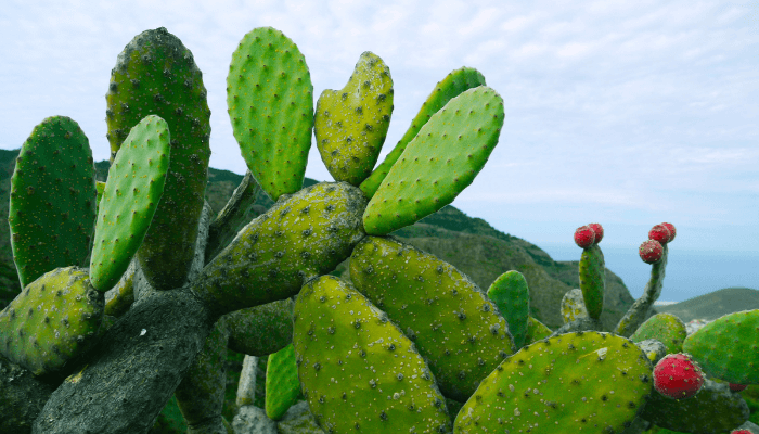 Benefits of Cactus