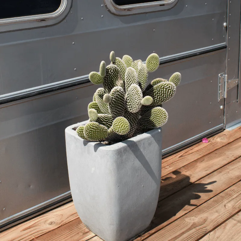 Bunny Ear Cactus