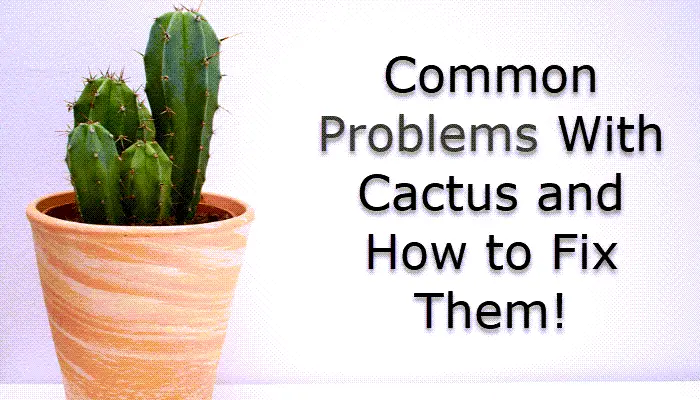 Common Problems With Cactus and How to Fix Them