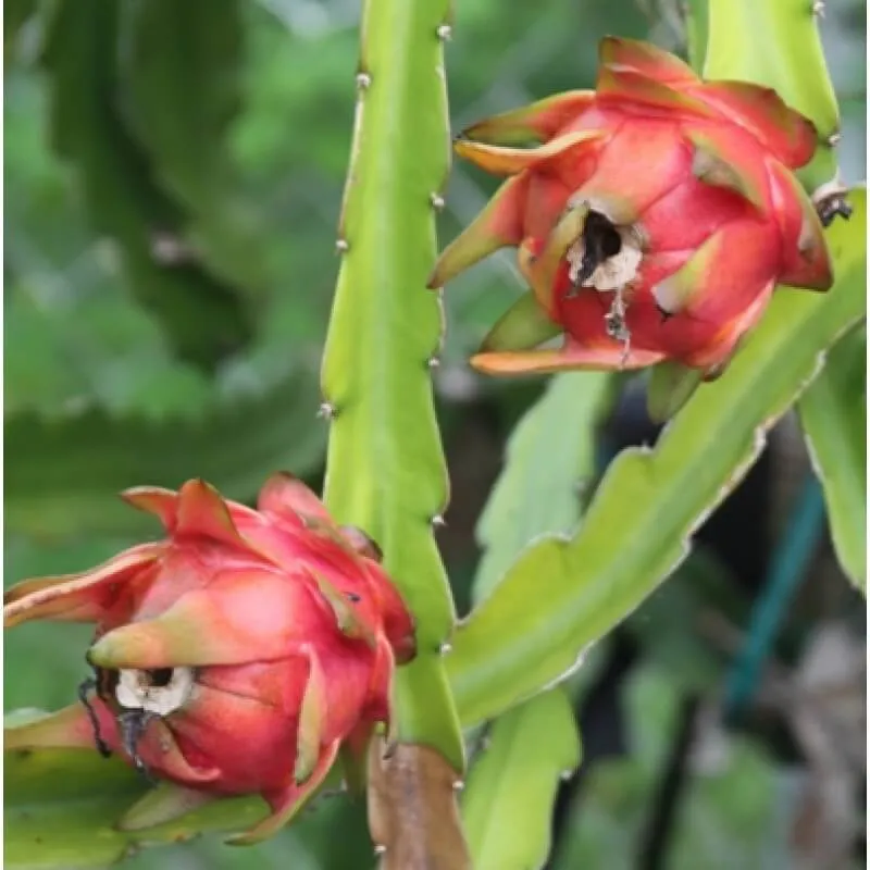 Dragon Fruit