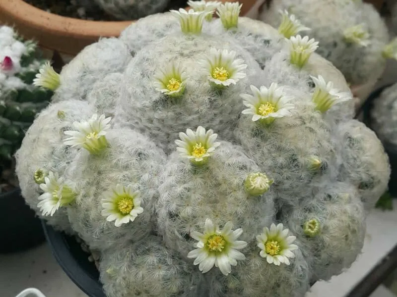 Feather Cactus