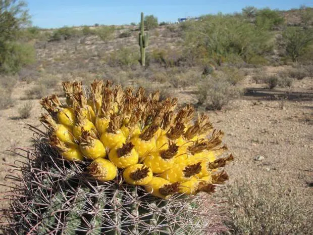 Fruit from the Barrel Cactus