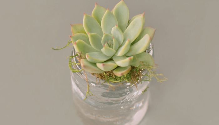 Grow Succulents in Water
