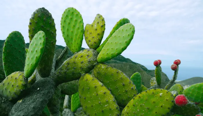 Identify Cactus