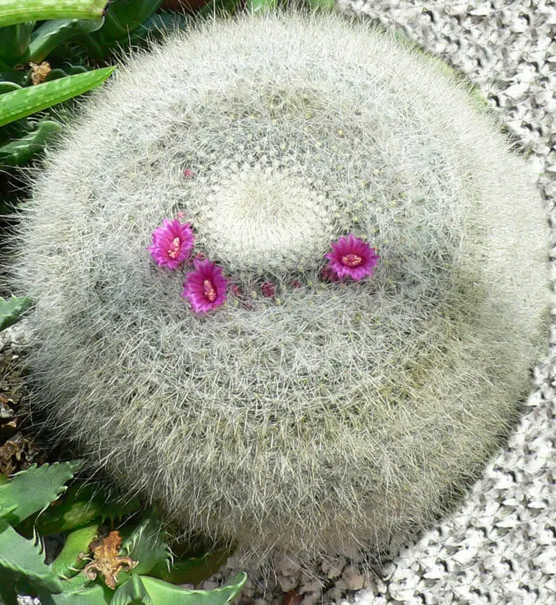 Old Lady Cactus