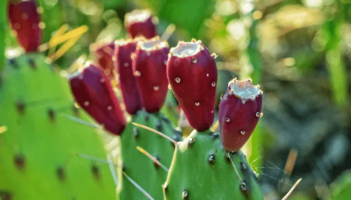 Prickly Pear Cactus