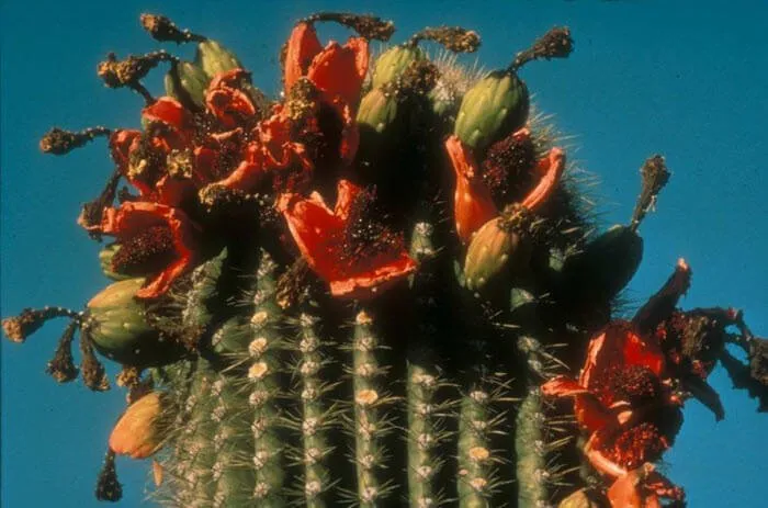 Saguaro Cactus Fruits