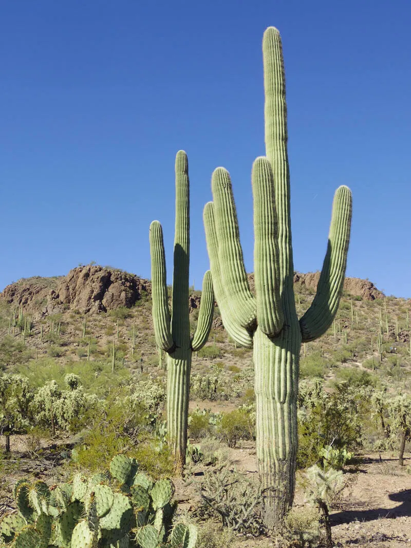 Saguaro Cactus