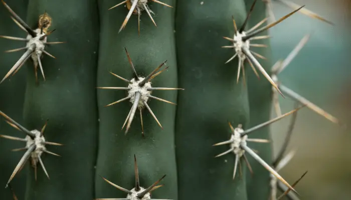 Cactus Needles Embedded In Skin