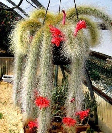 How to Grow Monkey Tail Cactus (Cleistocactus Colademononis ...
