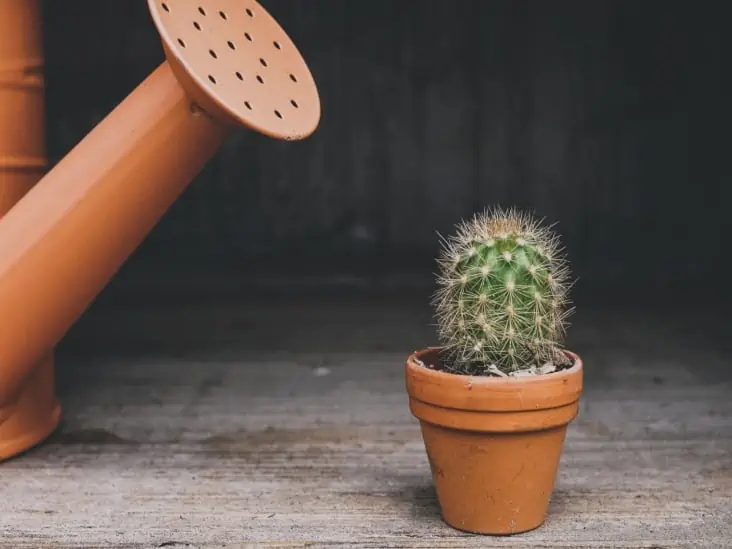 How Long Can Cactus Last Without Water