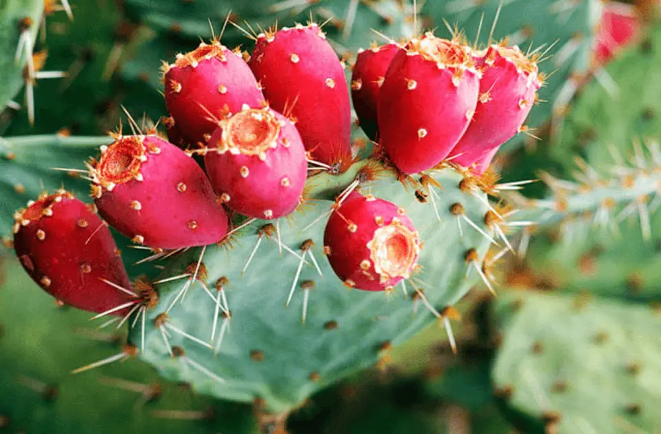 Is Cactus Good to Eat During Pregnancy