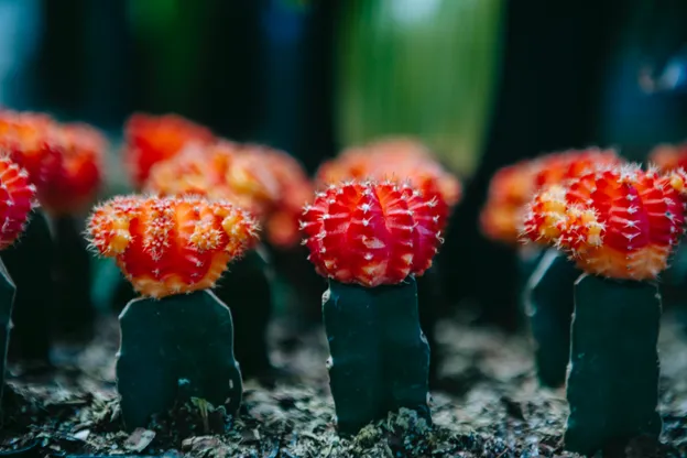 Moon Cactus
