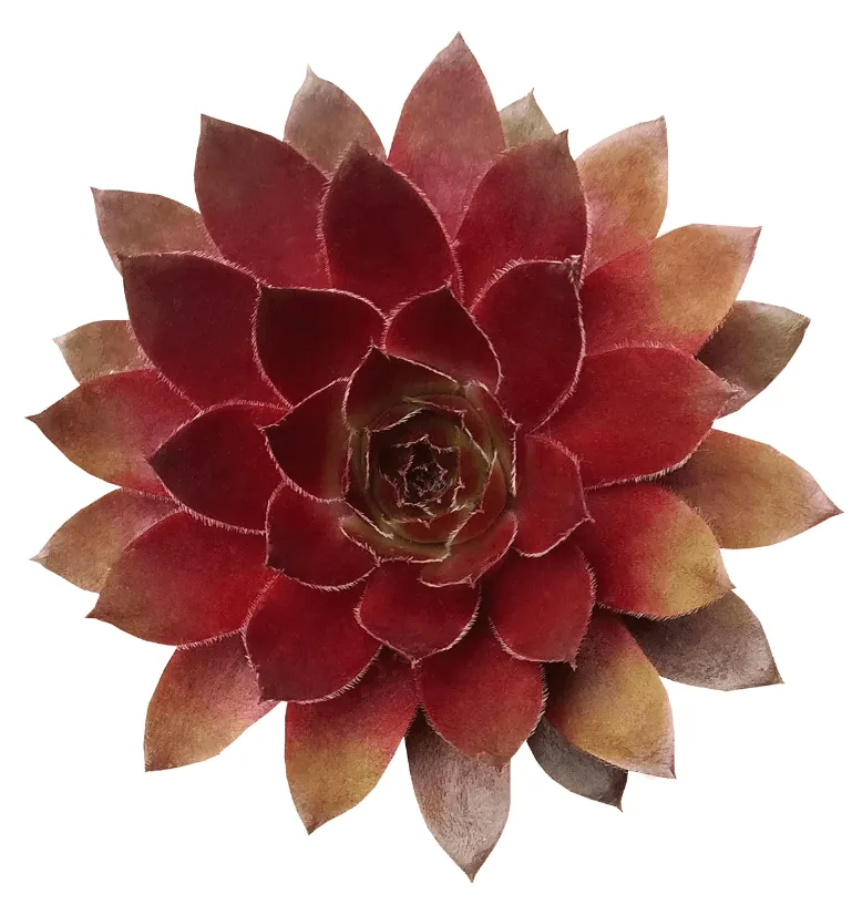 What Does It Mean When A Succulent Turns Red