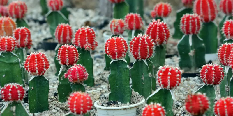 Are Cactus Monocot or Dicot