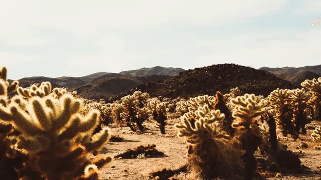 Do Jumping Cactus Really Jump