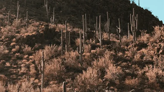How The Cactus Is Adapted to The Desert