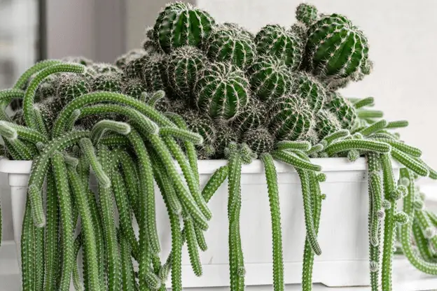 Indoor Cactus Turning White