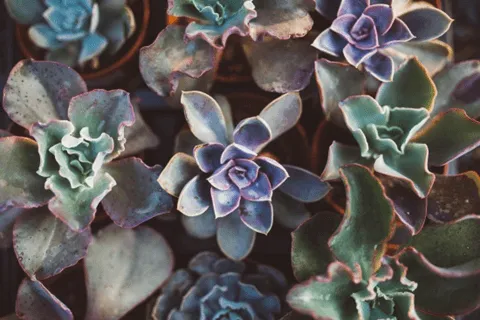 What is a Crested Succulent
