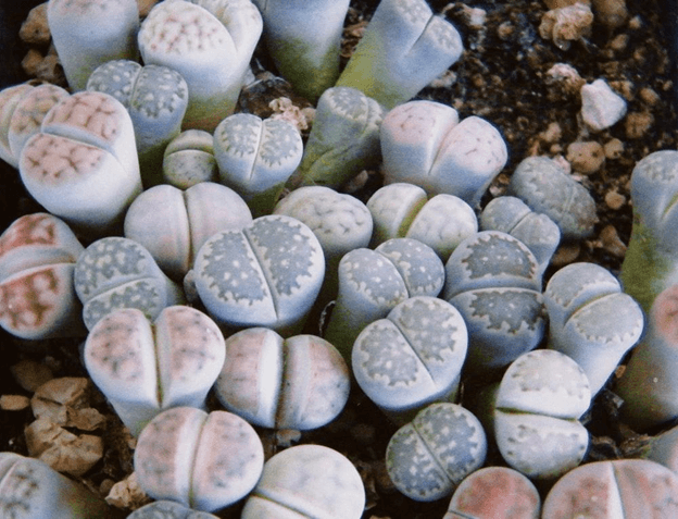 care for succulent butt