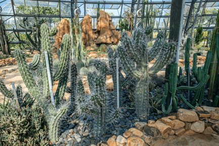 Can Cactus Cause Allergies