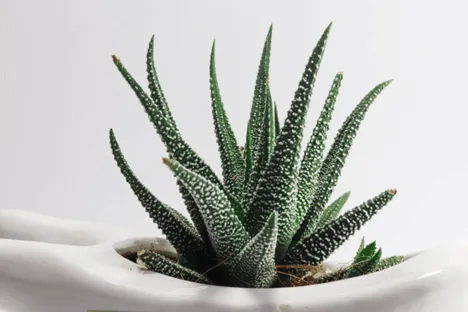 Get Rid of Black Spots on Succulents