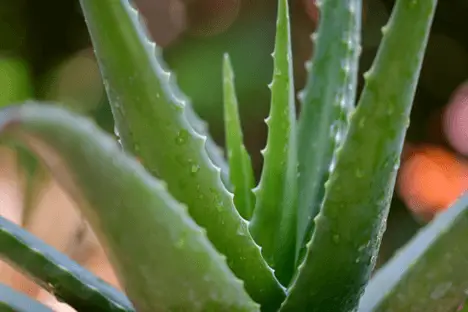 Succulents help to clean the air
