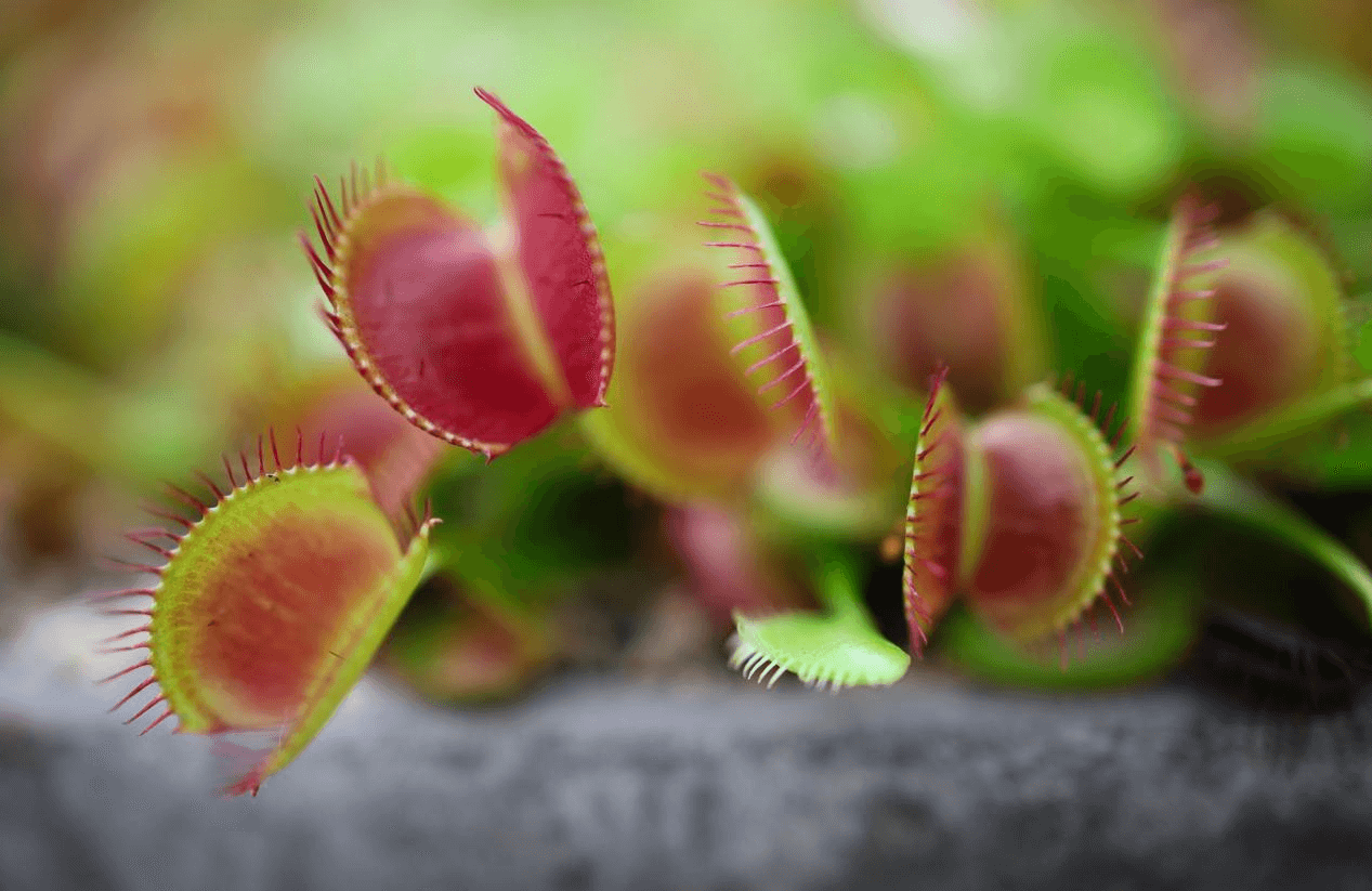 Can You Use Succulent Soil for Venus Fly Trap