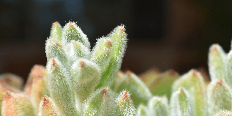 Fuzzy Succulents plant