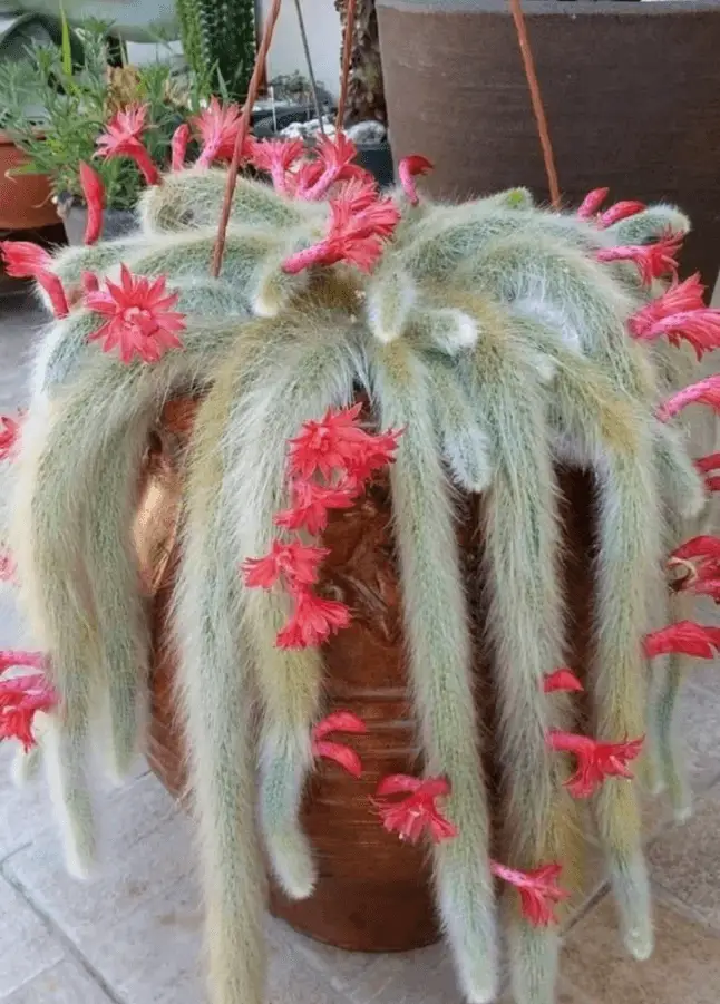 How to Grow Monkey Tail Cactus (Cleistocactus Colademononis ...