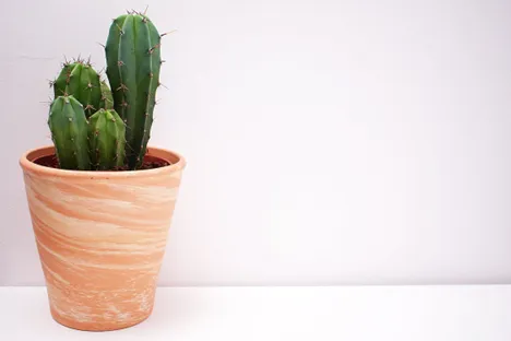 Pros And Cons Of Having A Cactus