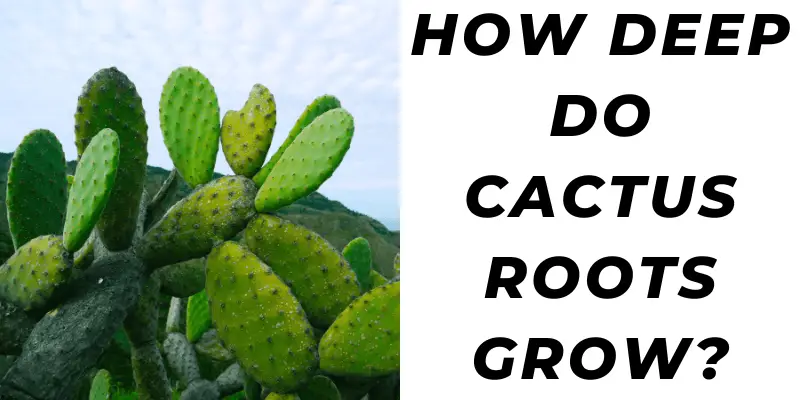 How Deep Do Cactus Roots Grow?
