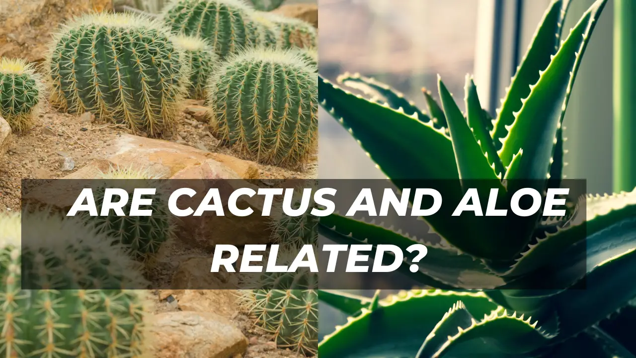 Are Cactus and Aloe Related