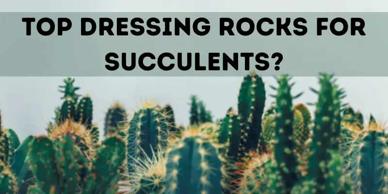 Top Dressing Rocks for Succulents?